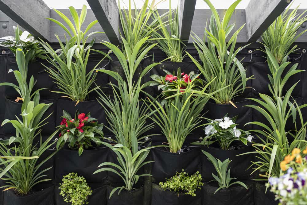 Vertical flower wall with Blue flax-lily planting